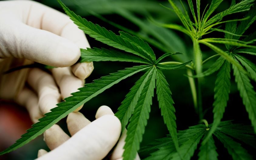 How Does a Medical Marijuana Card Protect Patients? 1 Medical Marijuana Card 4