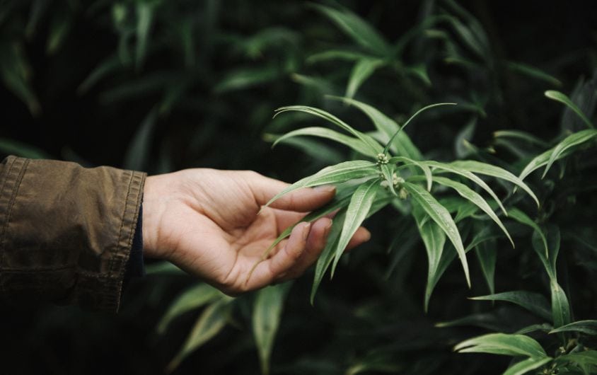 What Rules Must Medical Marijuana Card Holders Follow? 1 Medical Marijuana Card 7